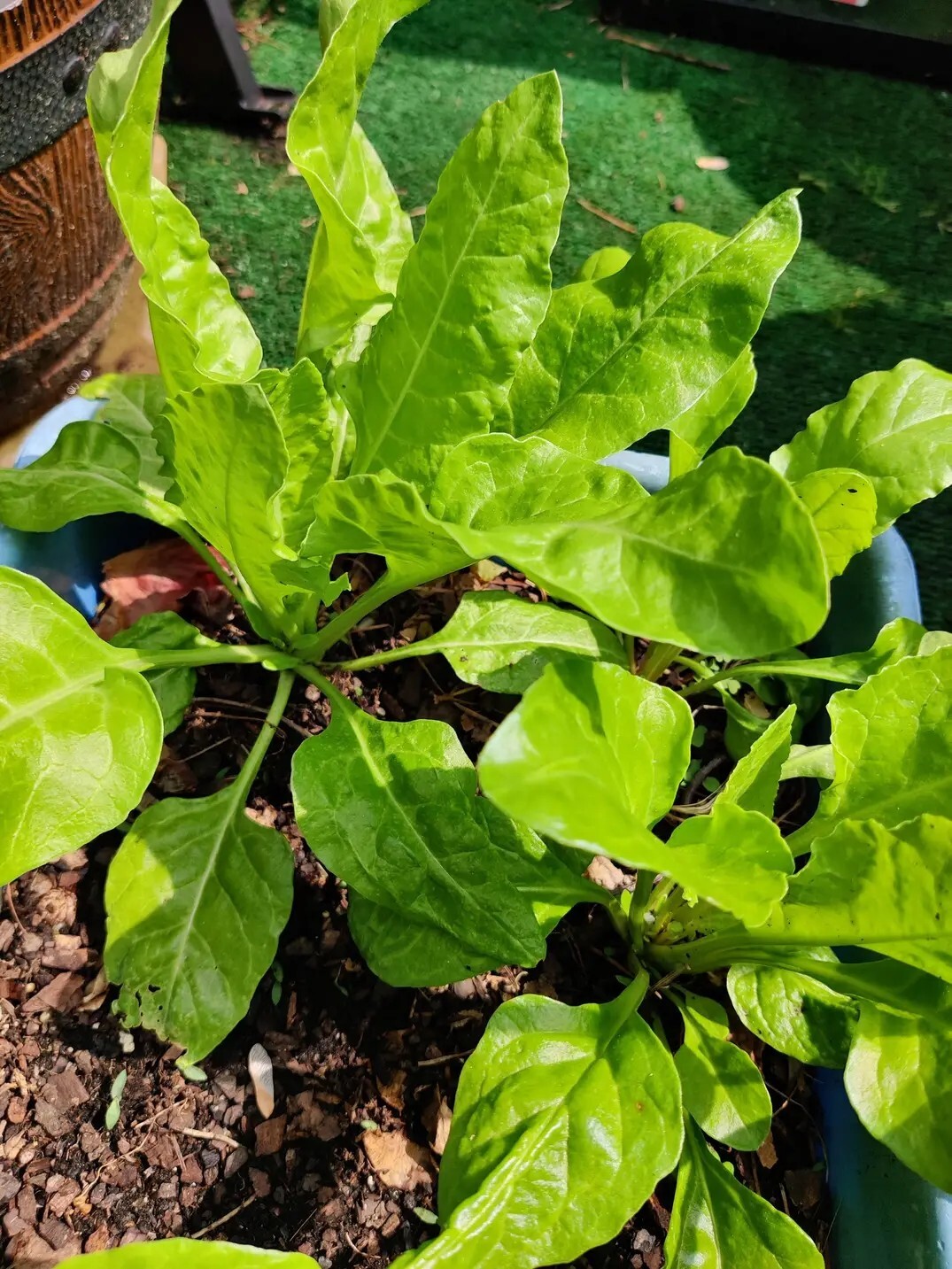 50 Indian Palak Green Chard Seed Perpetual Spinach Beta vulgaris subsp maritima