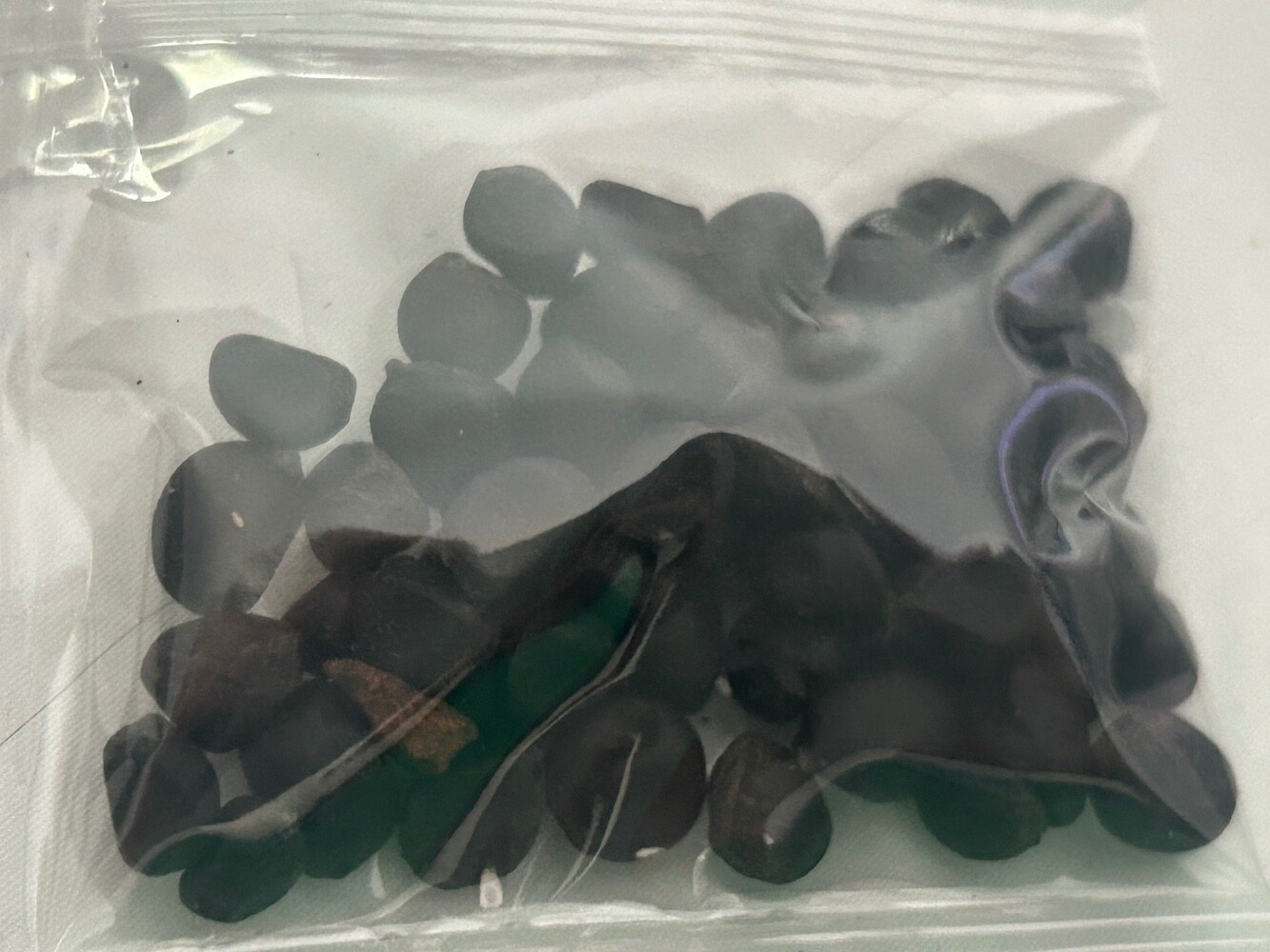 20 SEEDS for Pink/Orange PEONIES rare flowering blossom exotic plant USA Seller