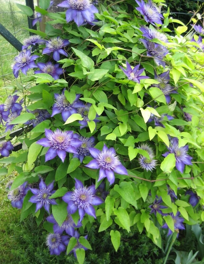 25Pcs Seeds Purple Clematis Flowered Perennial Vine Huge Flowers.(#2127)
