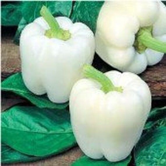 120+ WHITE BELL PEPPER SEEDS – HEIRLOOM – ORGANIC – NON GMO – FRESH ——- RARE