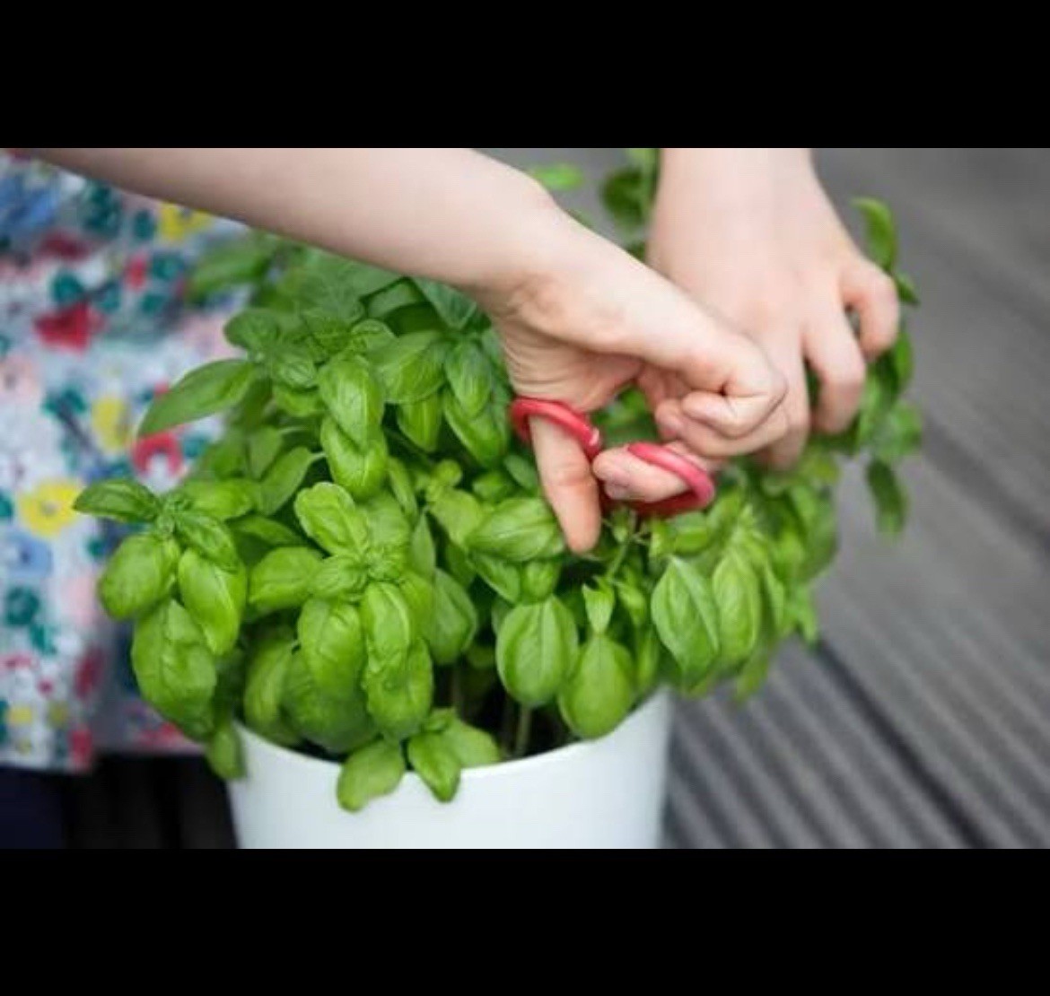 Genovese Basil Seeds 🍀| NON-GMO Basil Seeds | Fresh Heirloom Garden Seeds📍100+