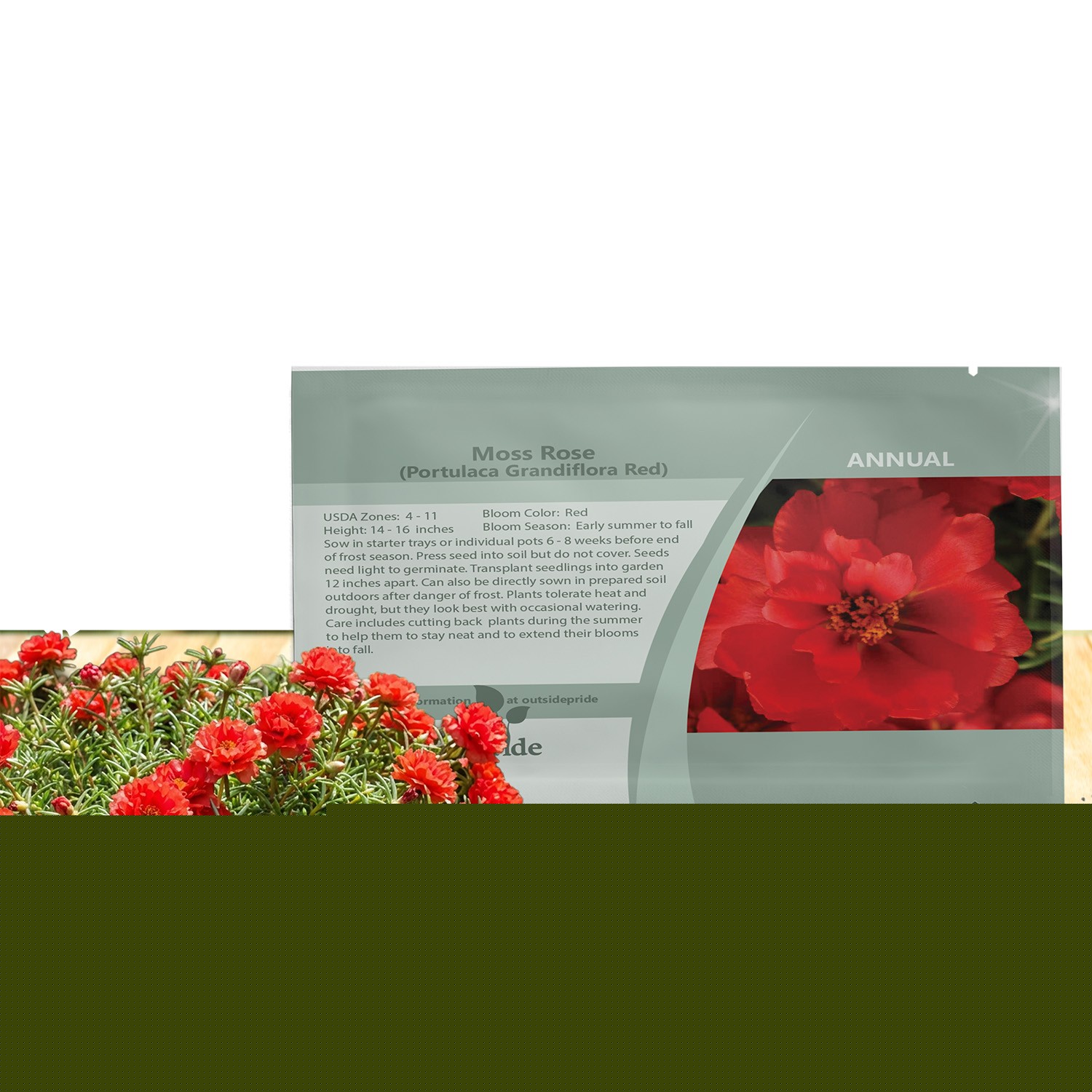 10000 Seeds Drought Tolerant Red Moss Rose Portulaca Ground Cover Plant Seed