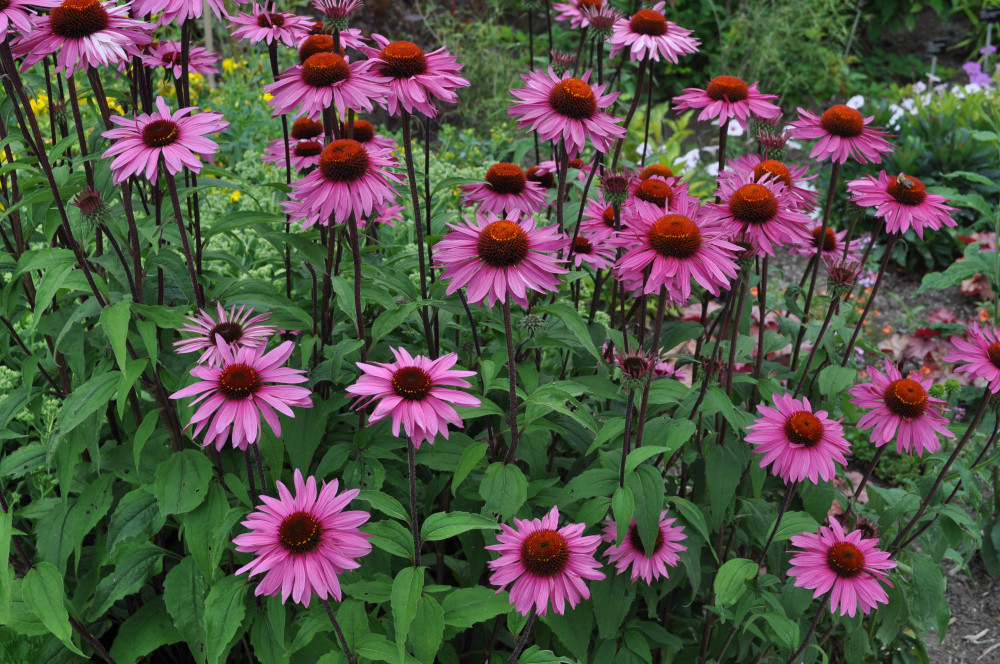 150+ Lovely Timeless Heirloom Organic Purple Echinacea Coneflower Seeds w/Instr.