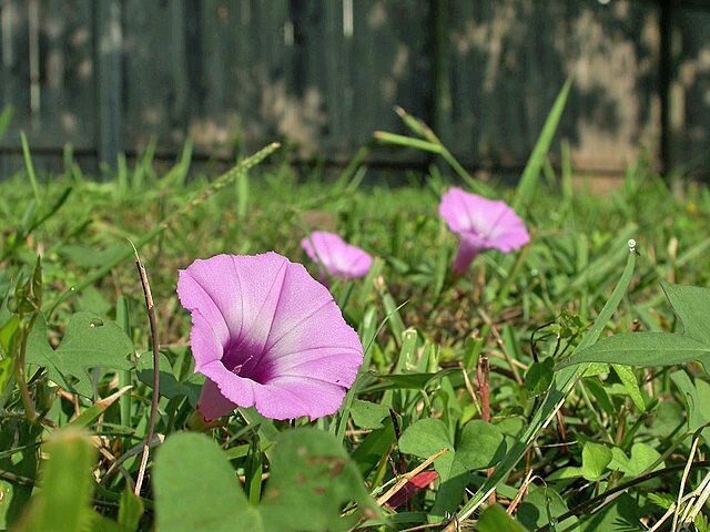 Ipomoea cordatotriloba | Tievine | 10 Seeds