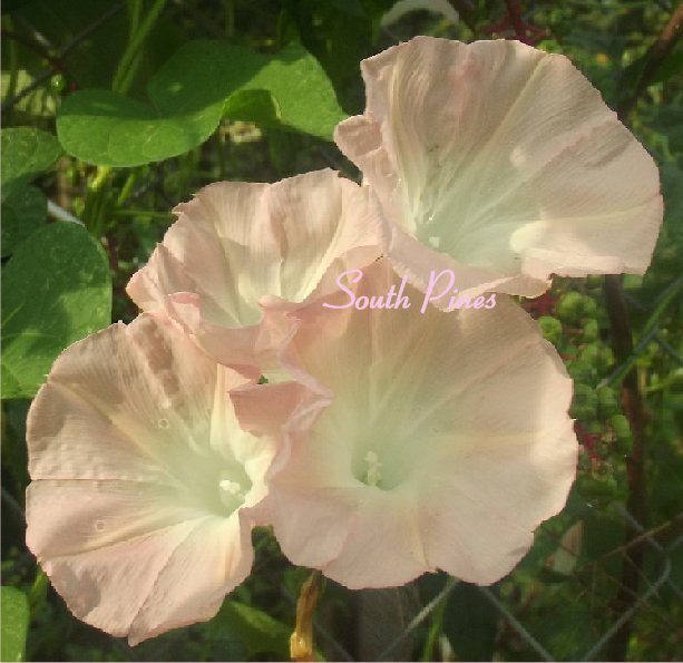 ✿ NEW ✿ Dream Catcher- Morning Glory – ipomoea Purpurea – 10 Seeds – RARE PEACH