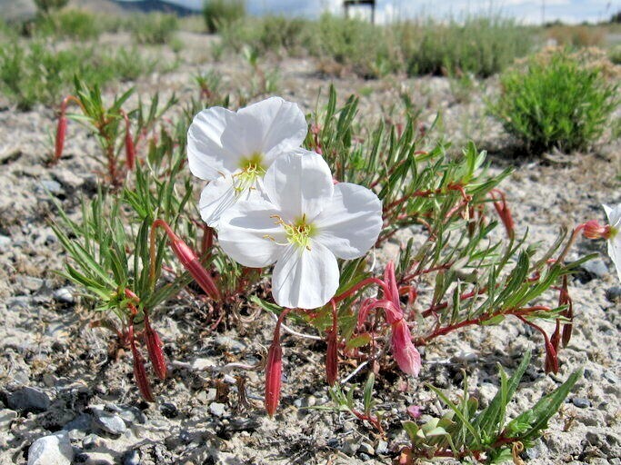 301+Pale EVENING PRIMROSE Flower Seeds Drought Heat Cold Groundcover Wildflower