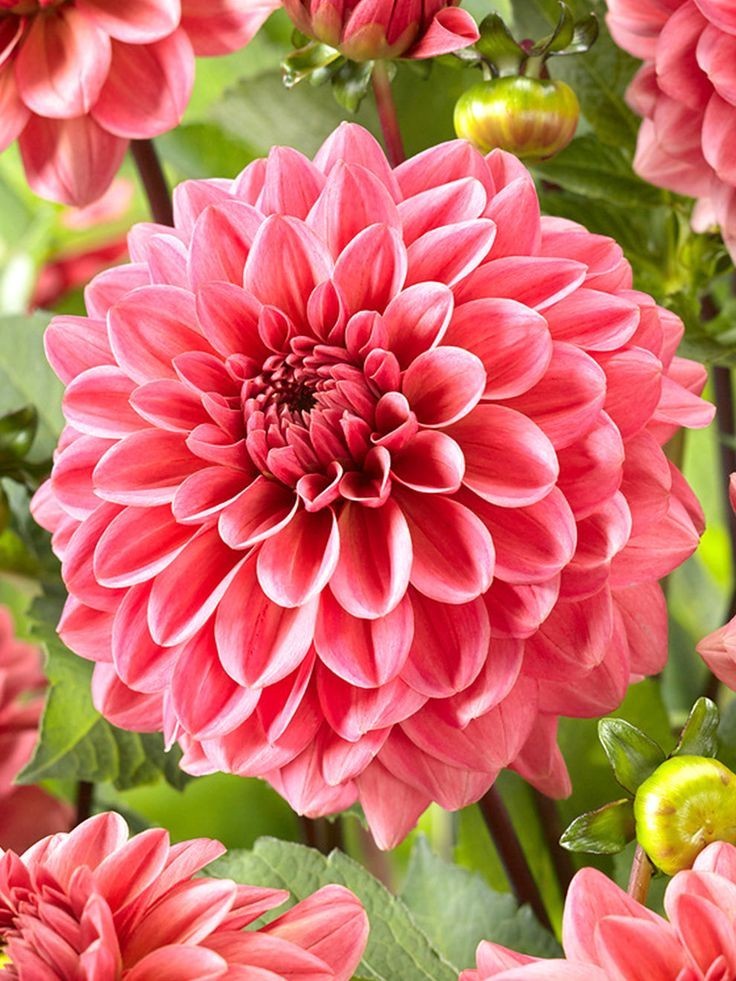 25 Dahlia Seeds Perennial Heirloom Pollinator Flower Seed Flowers “Daisy Duke”