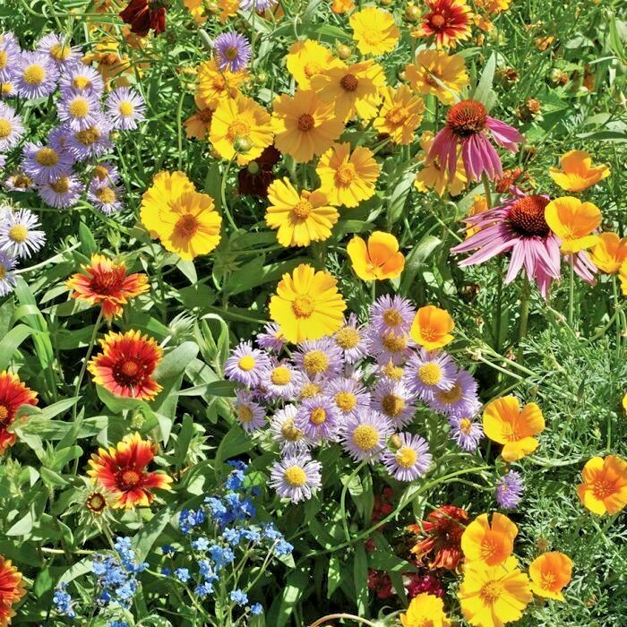 2000+NATIVE PERENNIAL WILDFLOWER Mix Seeds 17 Varieties Pollinators Cut Flowers