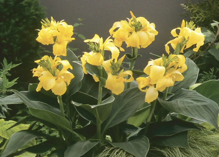 Banana Yellow CANNA LILY BULBS (3)Bright dwarf Hawaiian 2-3″ tall 2023 Plants