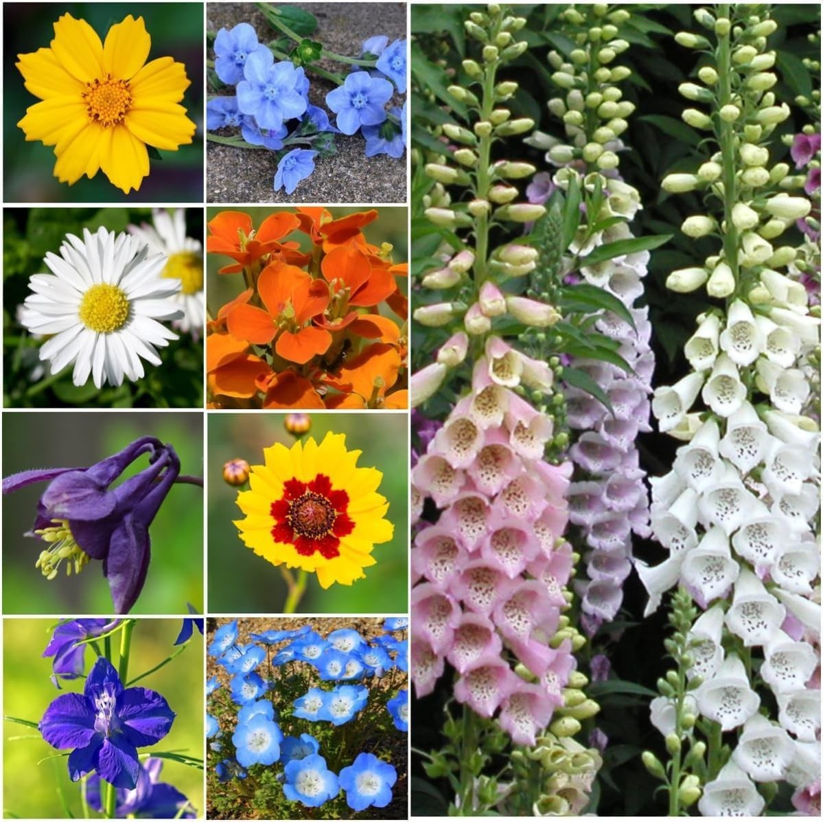 Partial Shade Wildflower Seed Mix for Planting 1 Ounce 14+ Varieties