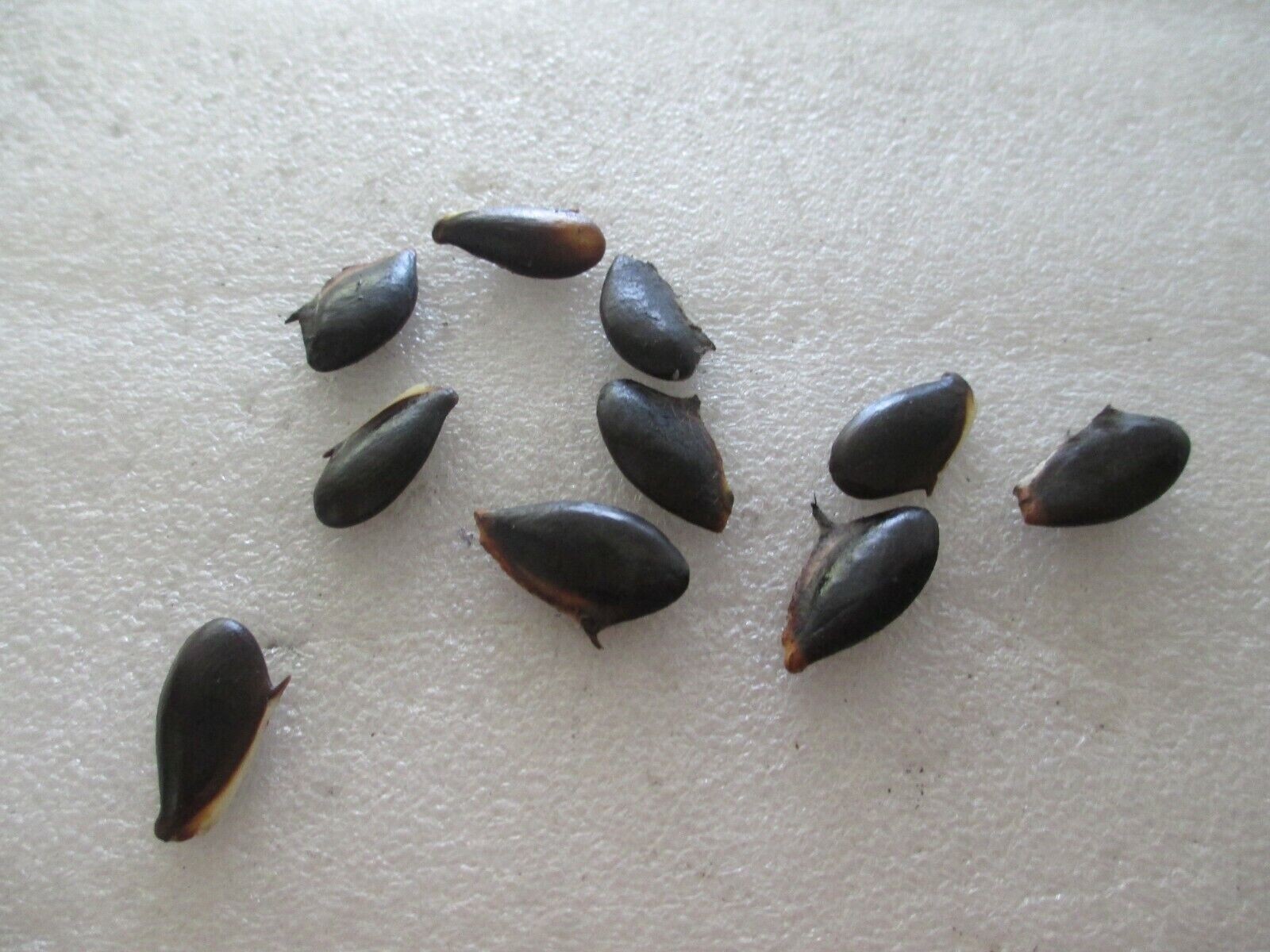 Sapote Sapodilla Nispero Manilkara Zapota Chiku Makok- 30 Seeds (Fresh) 2024