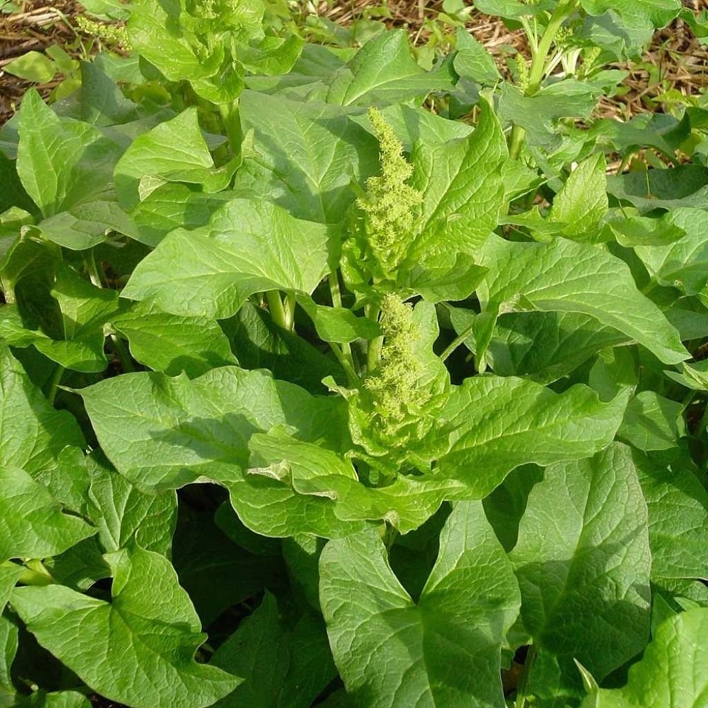 – Good King Henry Seeds for Planting – Rare Perennial Edible Herb – Chenopodi…