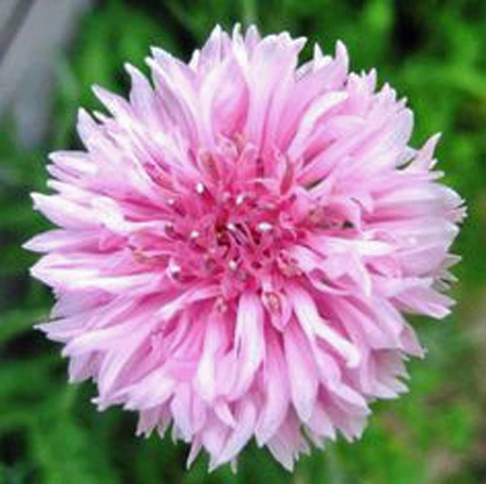 Bachelor Button, Tall Pink Seed, 1000 seeds, Beautiful Bright Blooms,