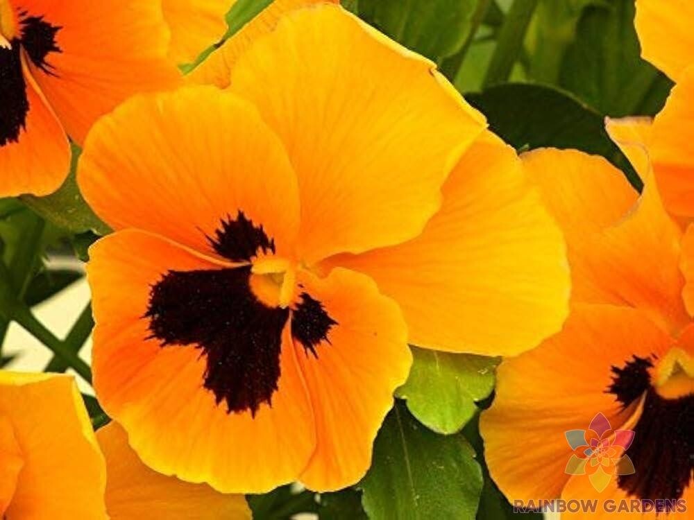 200+ Inspire Plus Orange Blotch Pansy (Viola) Seeds for Garden – FREE SHIPPING!