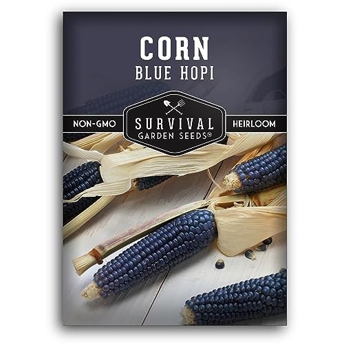 Blue Hopi Corn Seeds for Planting – Plant & Grow Heritage Blue Maize in Your 1