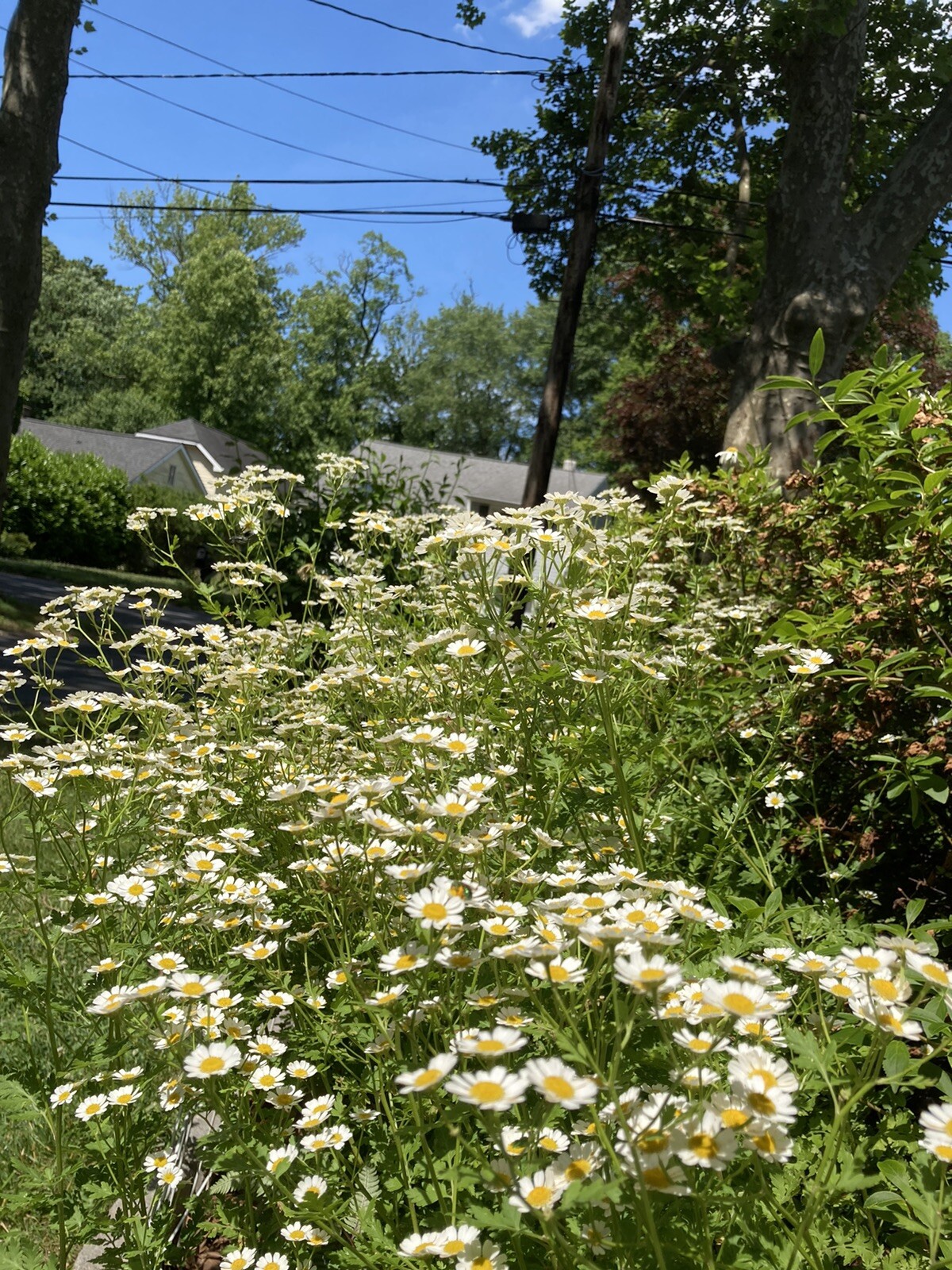 None GMO Feverfew Seeds – 100-200 Seeds – New Seed