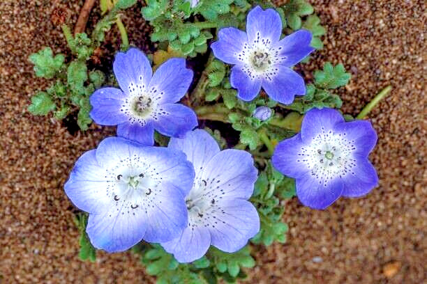 200 WESTERN NATIVE BABY BLUE EYES SEEDS | 2026 FREE SHIPPING NON GMO HEIRLOOM