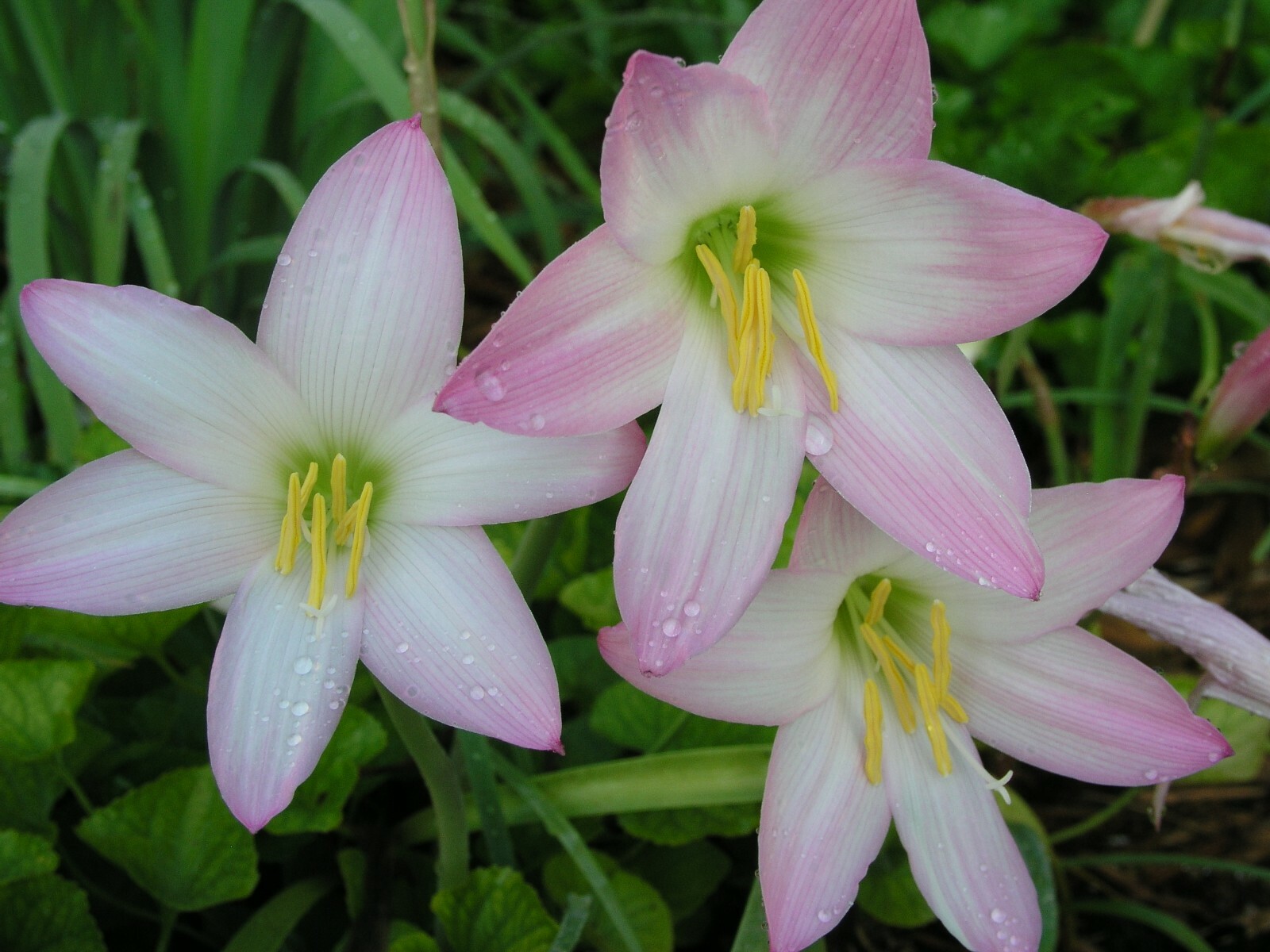 Rain Lily, Habranthus Robustus, 8 bulbs, zephyranthes