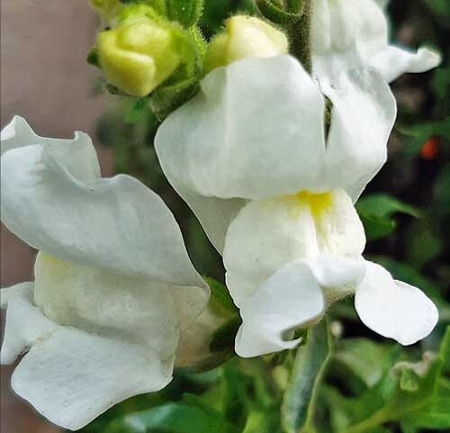 Antirrhinum majus var. maximum | 500 Seeds