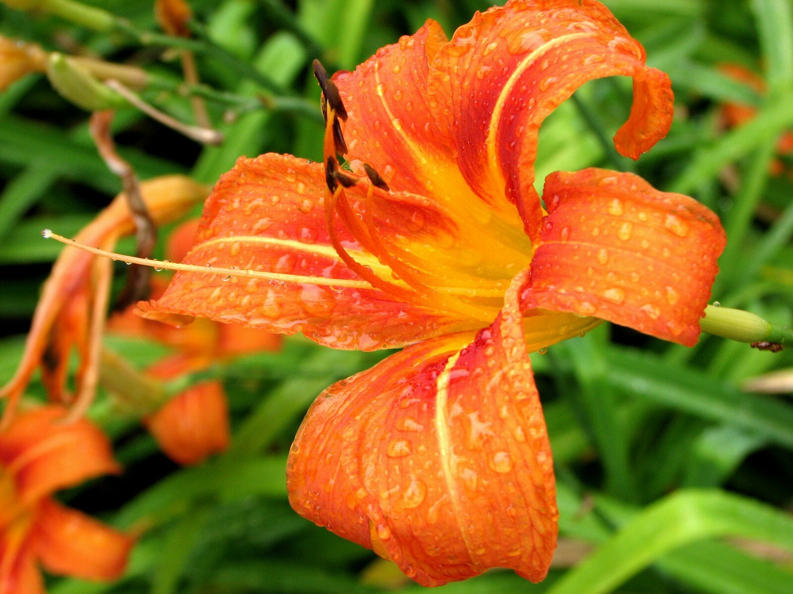 WILD DAYLILY 50 fans root systems