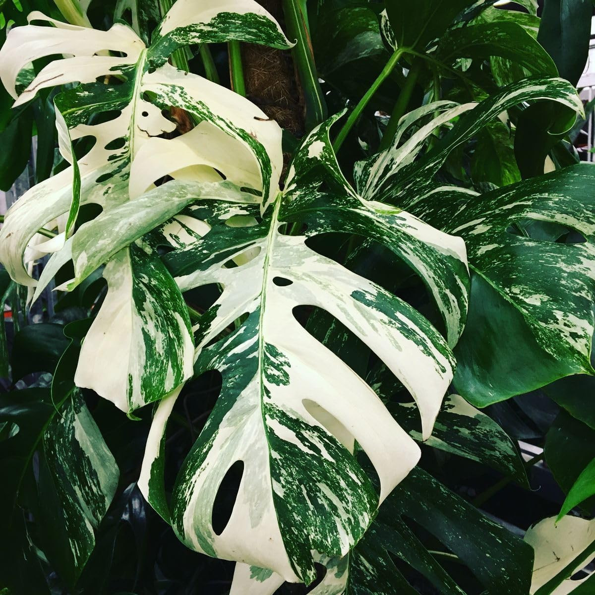 300+ Monstera Deliciosa Seeds for Planting Outdoor-Grow Your Own Rare Indoor Gar