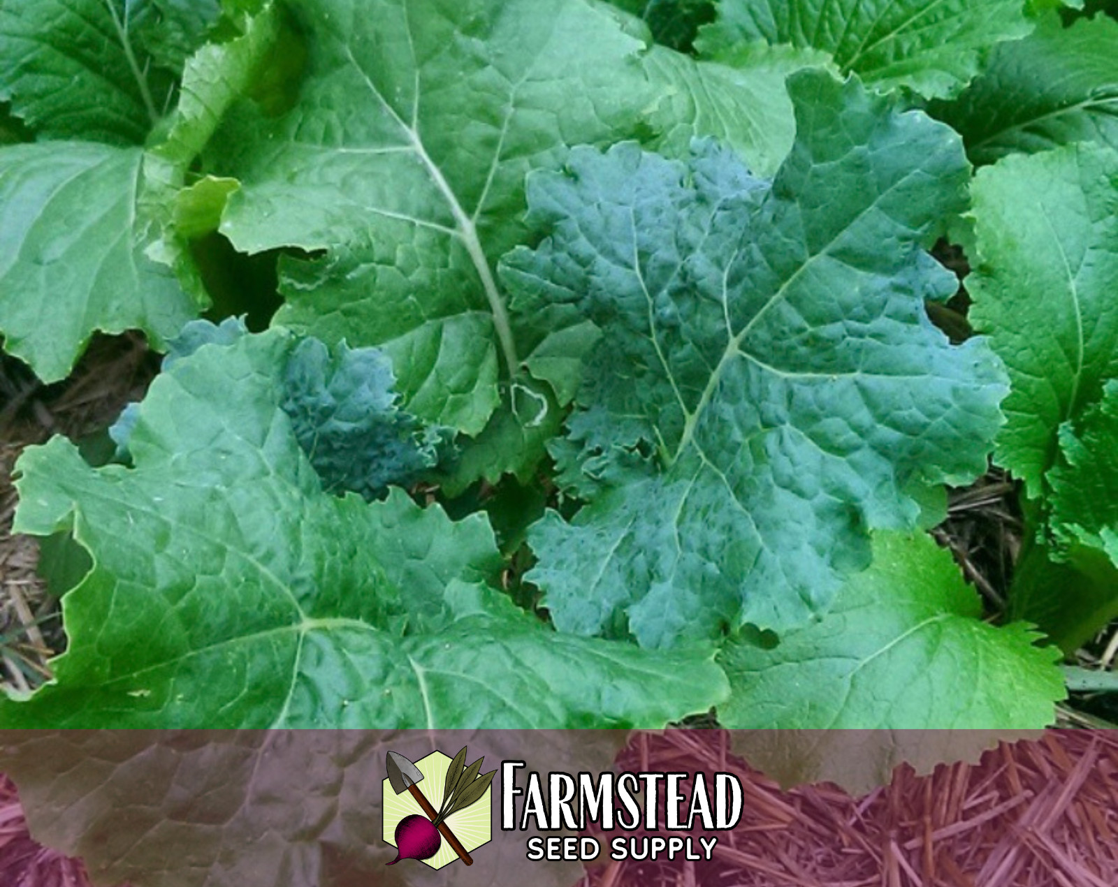 1,900+ Kale Seeds [Dwarf Siberian] Heirloom Vegetable Gardening, Non-GMO