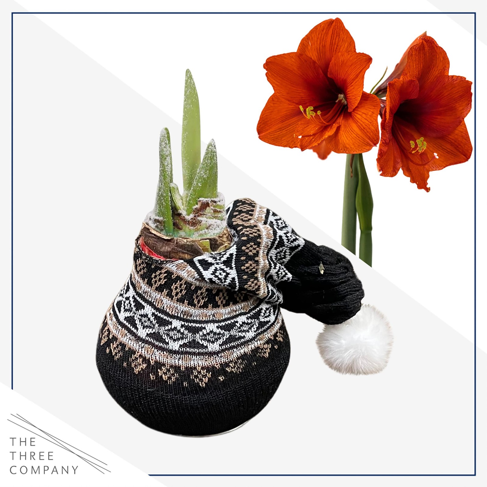 Decorative Waxed Amaryllis Bulb – Red Blooms, No Watering Required, Easy Care