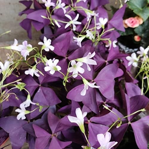 12PCS of Purple Shamrocks Bulbs – Beautiful -Round Blooms for Home & Garden