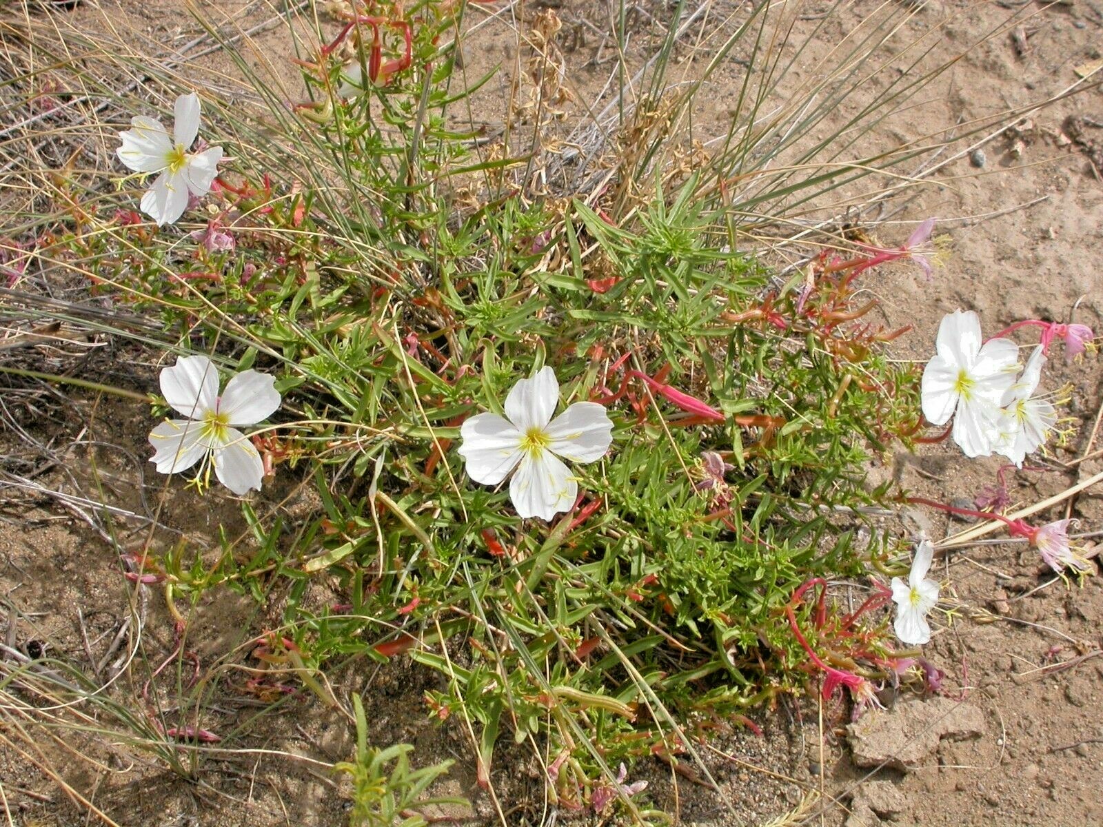 301+Pale EVENING PRIMROSE Flower Seeds Drought Heat Cold Groundcover Wildflower