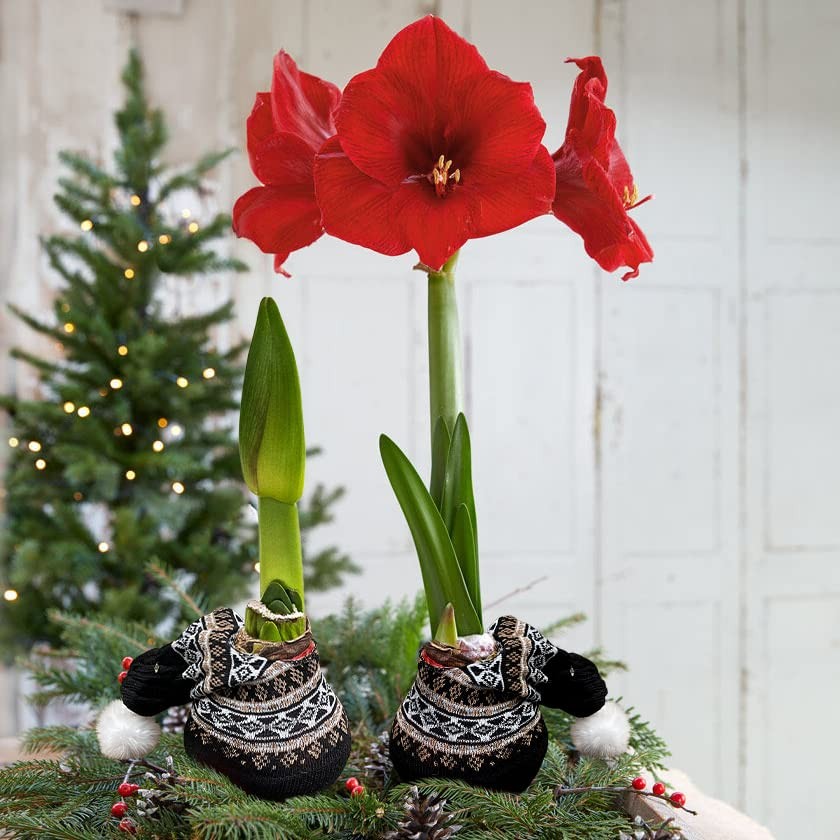 Decorative Waxed Amaryllis Bulb – Red Blooms, No Watering Required, Easy Care