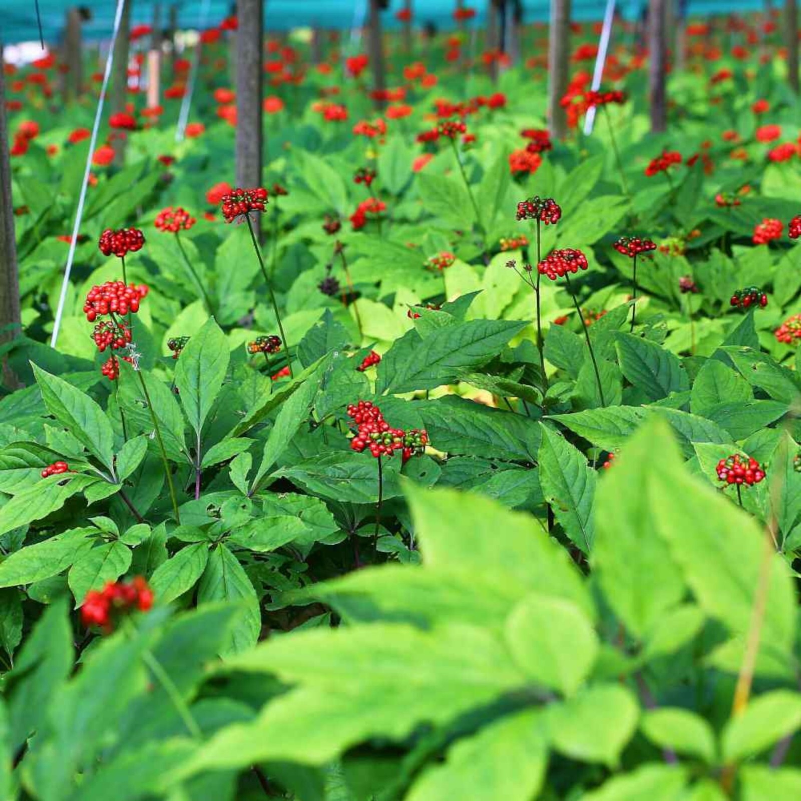10pcs Asian Ginseng Seeds (Panax Ginseng) Medicinal Perennial Herb