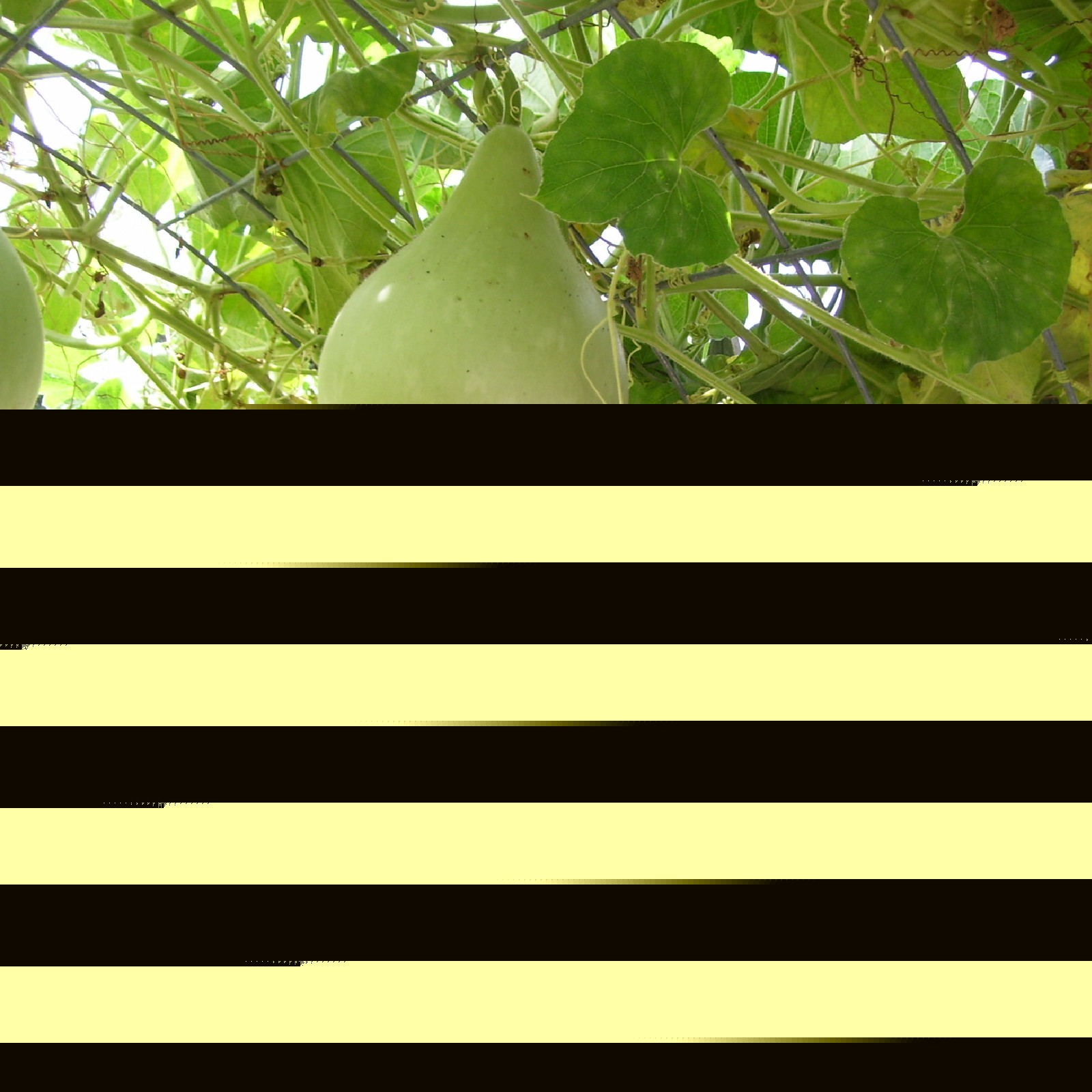 10 Martin Birdhouse Gourd Seeds, Heirloom, Non-GMO, Genuine USA