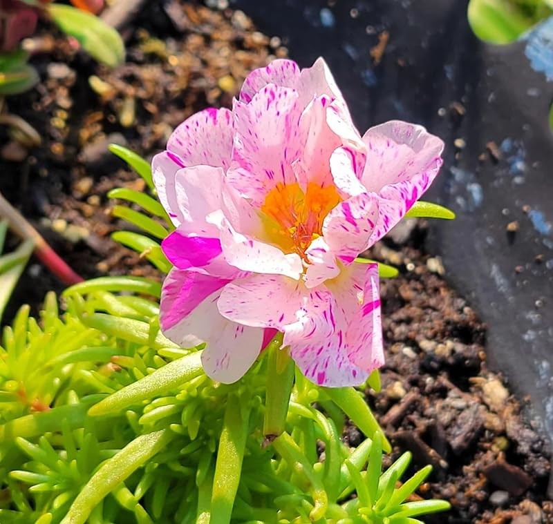 300+ Mix Moss Rose Seeds Double Portulaca Margarita Purslanes Flowers Garden …