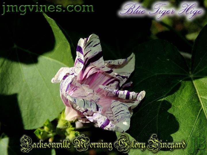 Blue Tiger Hige Ipomoea Purpurea Morning Glory 6 Qty