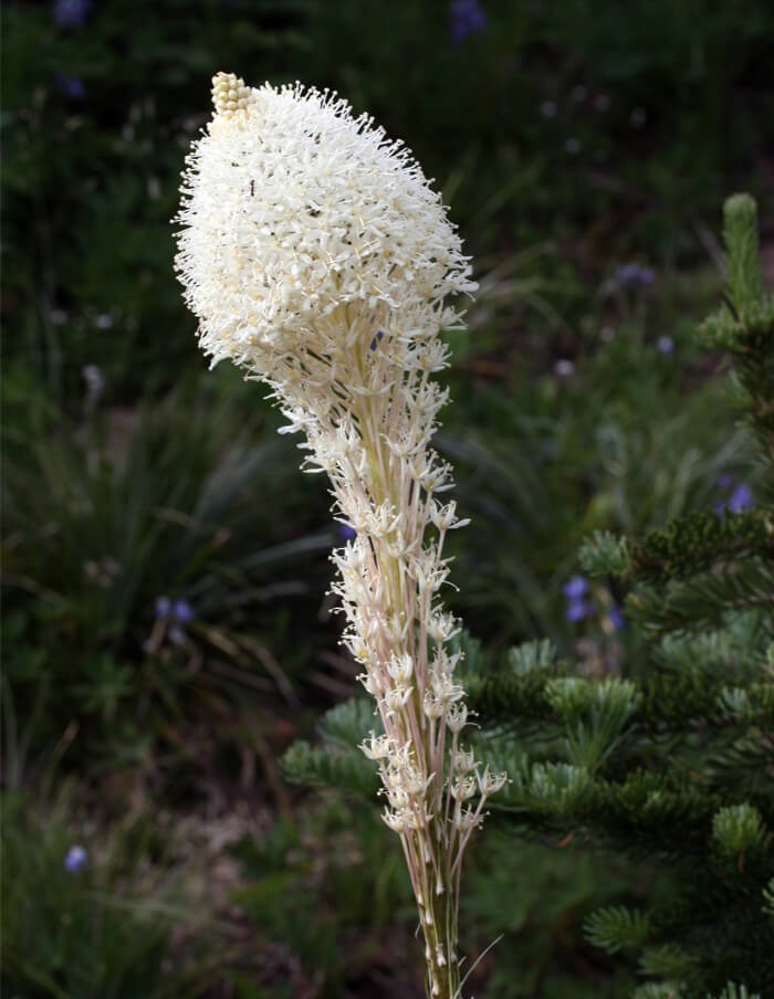 Bear Grass Nodina Microcarpa Seeds Free Shipping!