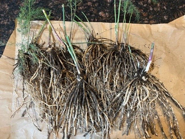 100 ea. Mary Washington Asparagus Live Plants, 2yr Crowns – Organic