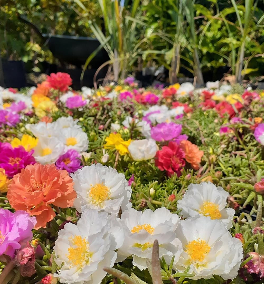 300+ Mix Moss Rose Seeds Double Portulaca Margarita Purslanes Flowers Garden …