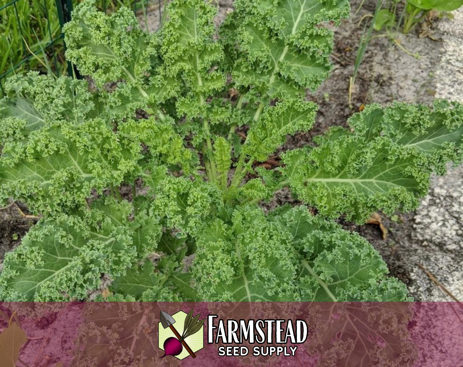 2,500+ Kale Seeds [Vates Blue Scotch] Vegetable Gardening, Heirloom, Non-GMO