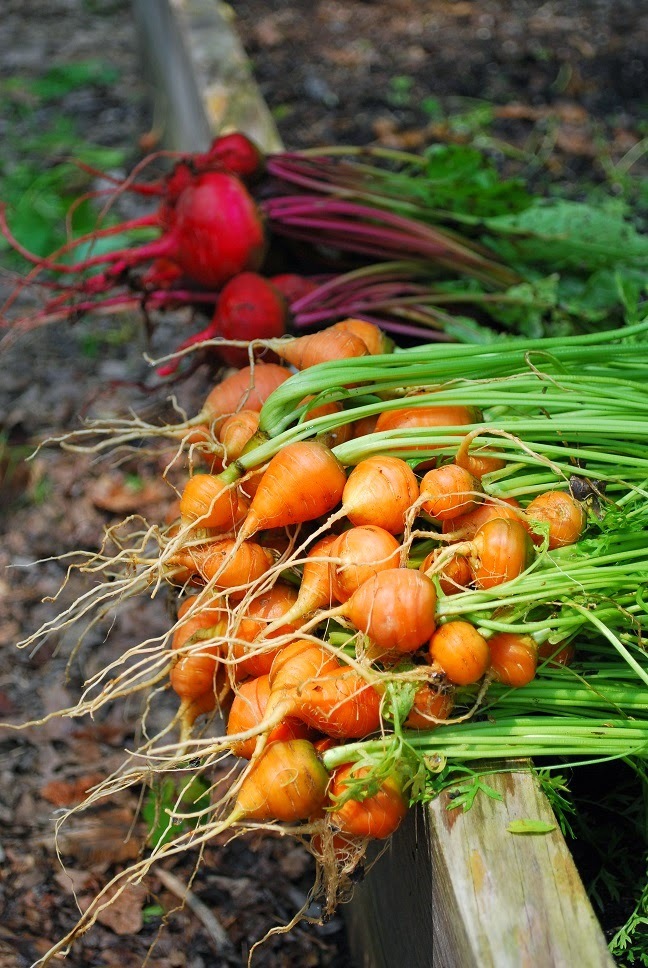 PARISIAN CARROT SEEDS * 100 COUNT PKT * TENDER ROUND GLOBES * SWEET & TASTY *