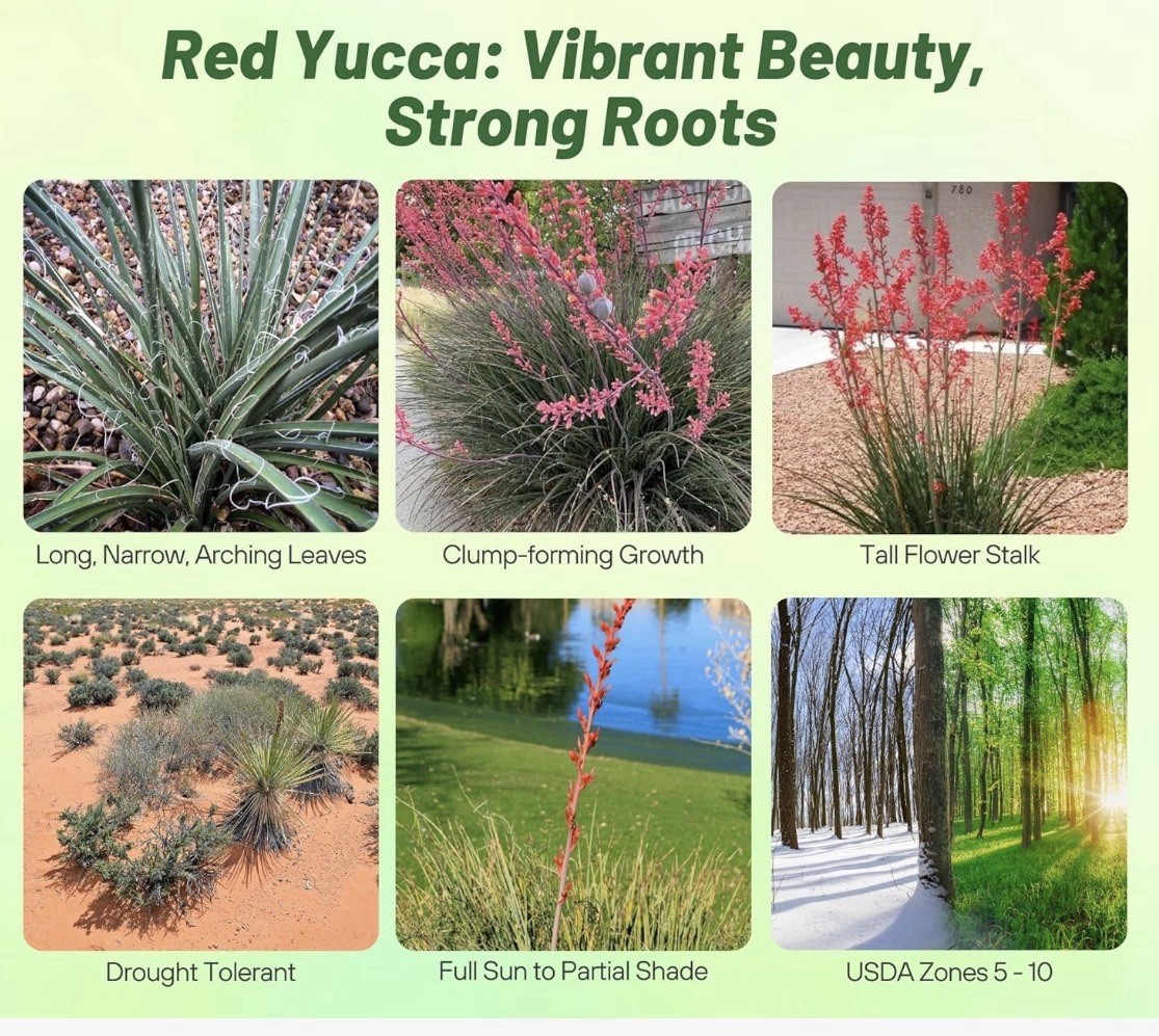 25 RED YUCCA SEEDS (Hesperaloe parviflora) Hummingbird & Butterfly Flower Plant