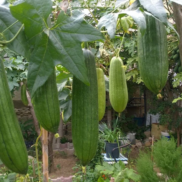12 LUFFA GOURD SEEDS – LOOFAH SPONGE GOURD – DISHCLOTH GOURD – LARGE —– RARE