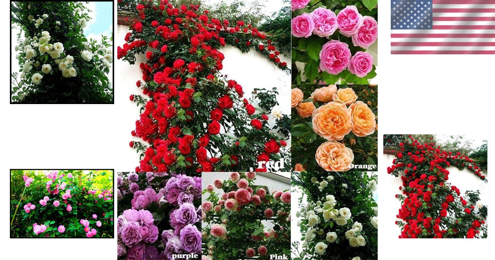 Dazzling 100 Pcs Climbing Rose Seeds – -Round Blooms for Your Garden