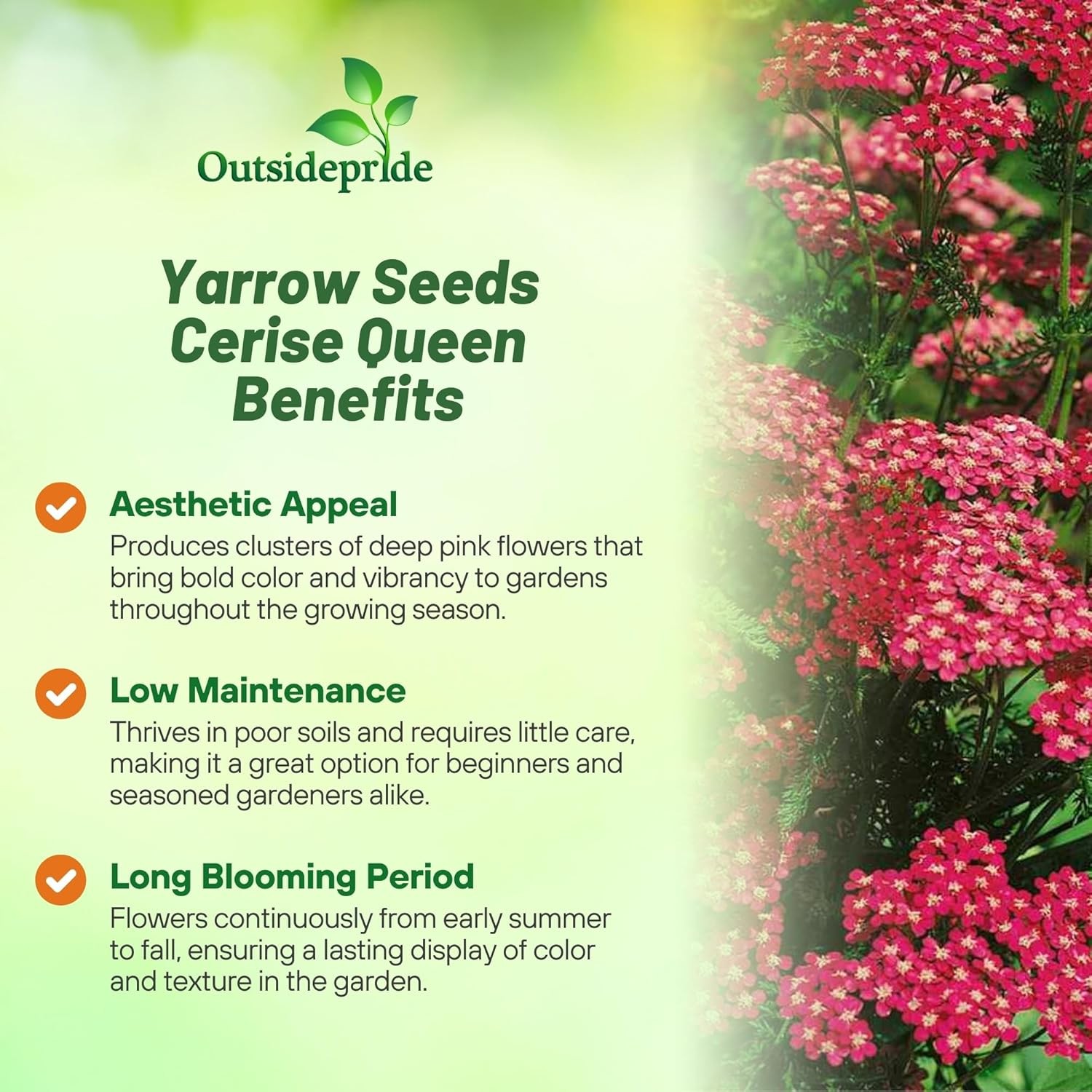 10000 Seeds Achillea Cerise Queen Drought Resistant Yarrow Garden Flower