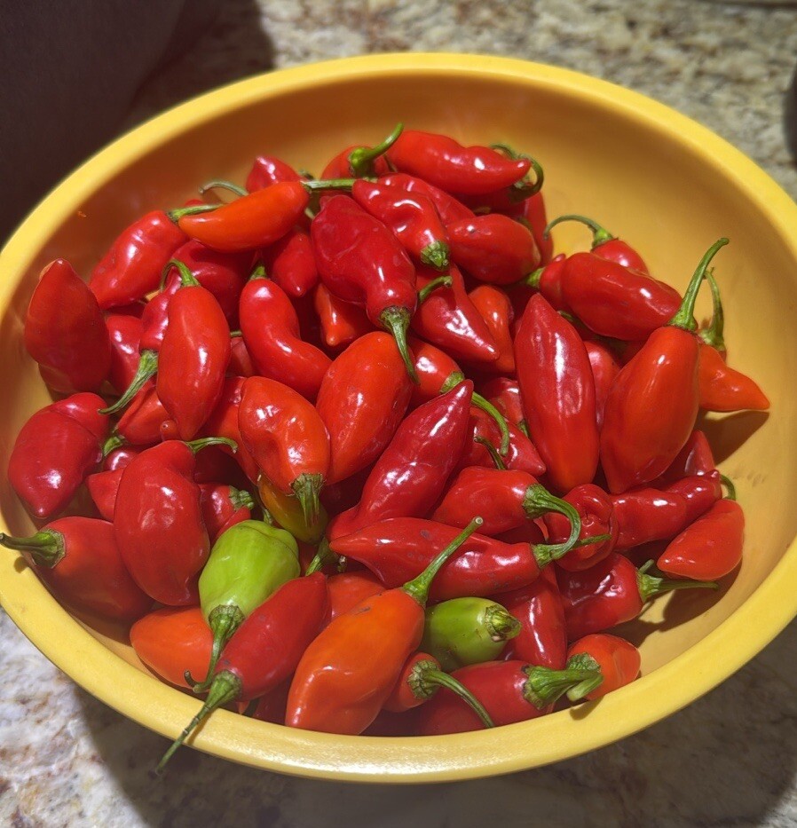25 Trinidad Pimento Pepper Seeds, No Heat Great Flavor, Fresh Seeds, 5/10/26