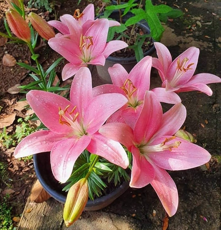 2 – PINK ASIATIC LILY Live Flower Bulbs * ABSOLUTELY SHOCKING & VIBRANT