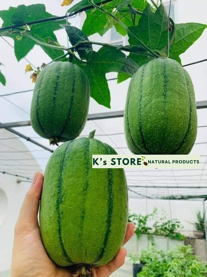 Taiwan APPLE LUFFA Hybrid Seeds; 蘋果絲瓜 very sweet can be eaten raw; from 農友種苗