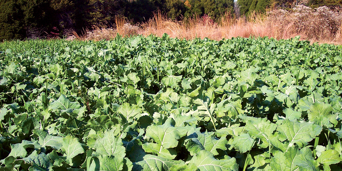 10lbs TROPHY FORAGE RAPE SEED Food Plot Seed For Deer Turkey Excellent No Till