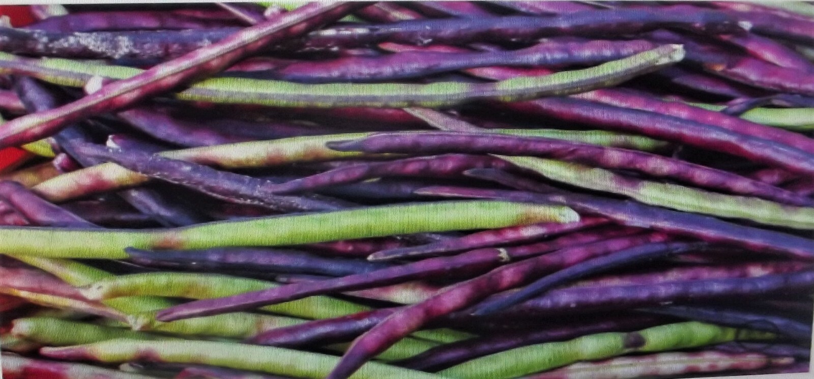 Mississippi Pinkeye 2 Purple Hull Peas Cowpeas Benefits St. Jude