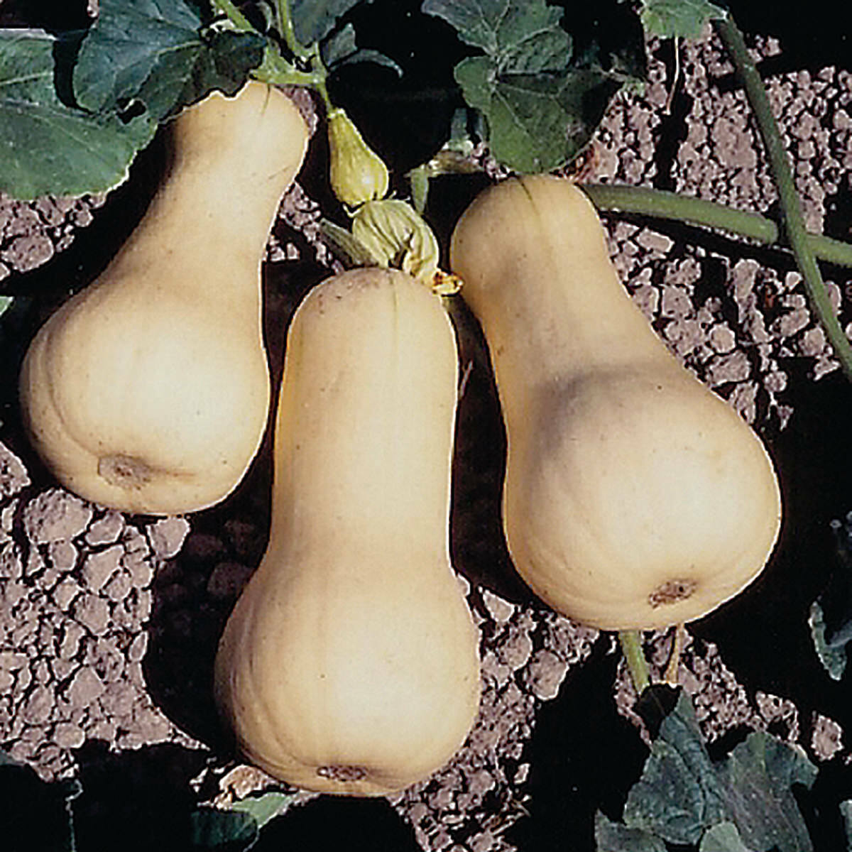 Waltham Butternut Winter Squash Seeds, NON-GMO, Variety Sizes Sold, FREE SHIP