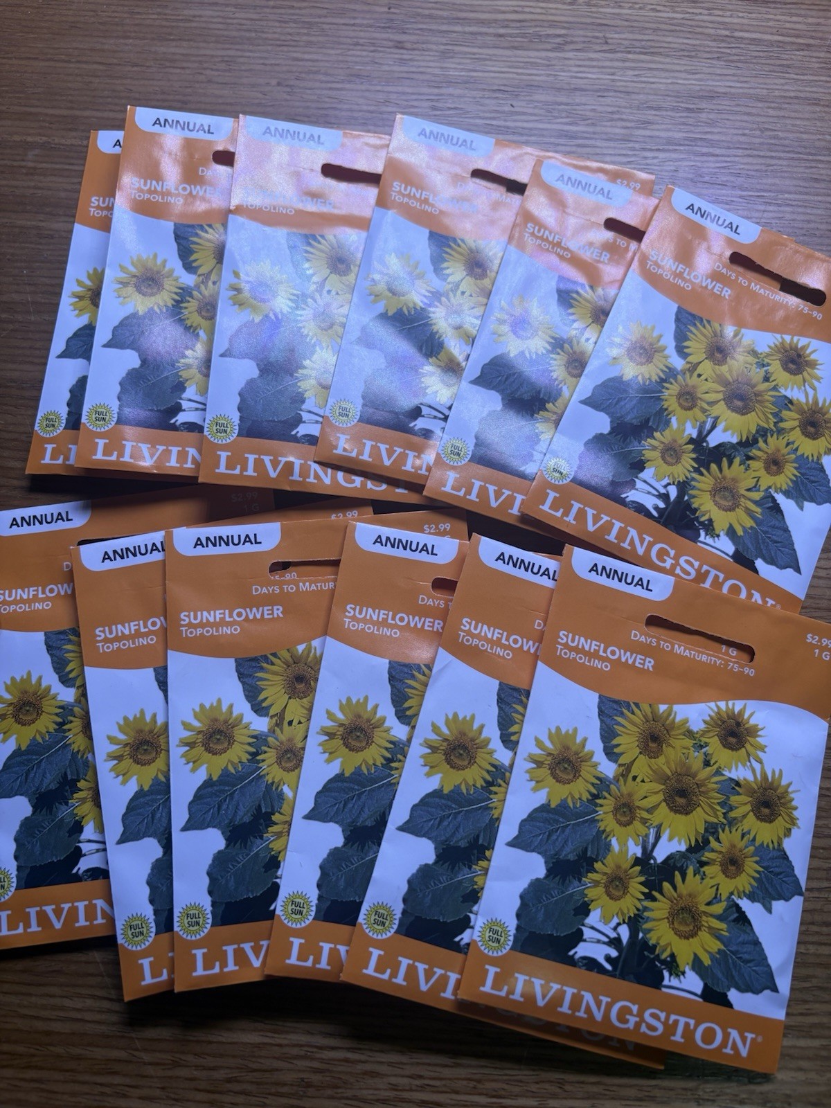 12 PACK BUNDLE Livingston Seed Company Sunflower Topolino Annual Flowering Seeds